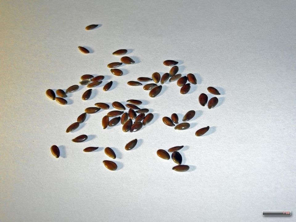 ��������� ����� ��������� ��������: ��� �������� ������