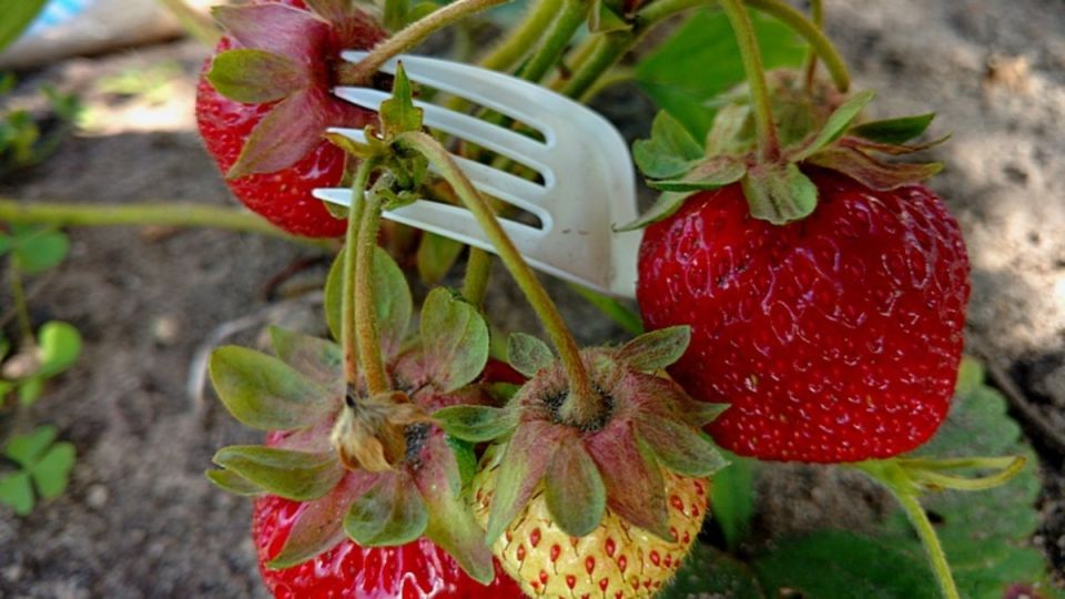 ����������� ������������ ��������: ������� �������� ���������