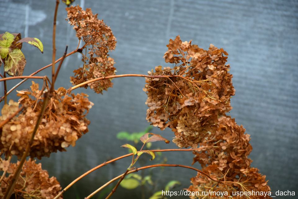 ������� ��� ���������: ��� ����������� �������� � ���� ��� ������ ��������