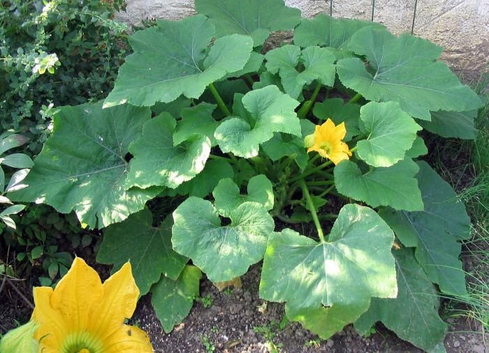 ��� ��������� ������� �� ���-���: ������� ������� ���������