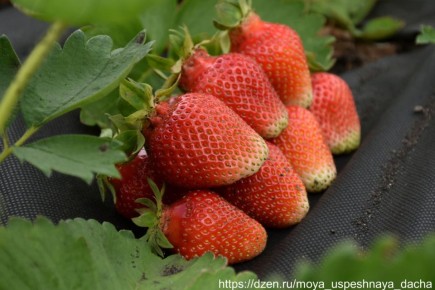 ��� ��������� �� ��������� ����� ����� ������: ��� ������� ���� � �������� ������������