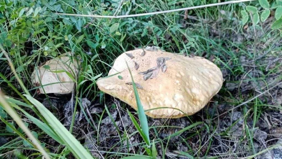 ����� ����� ������ �������� �����: ������� ��������