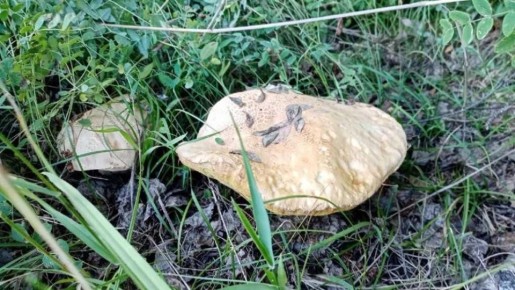 ����� ����� ������ �������� �����: ������� ��������