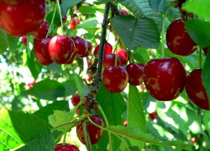 ����������� ����� �����: ��������� ����� ��� ������ ����