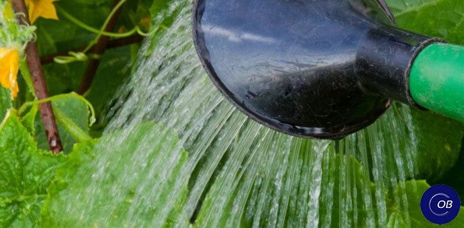 ��� ��������� �������� ��������: ����� �� ��������� ����?