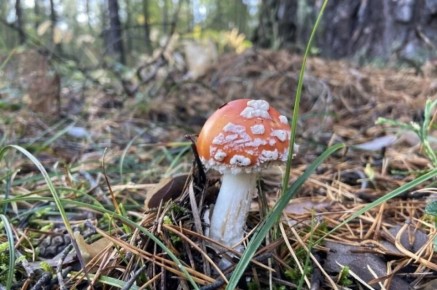 � ������ ������ 13 ����������� ������� ��������� � ����������