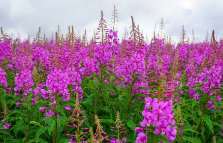 �������: ����������� ��� � ���� ��������� �������