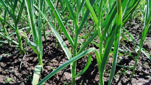 ��� ���������� � ���������� ��������: ������ ��� ��������� � �����������