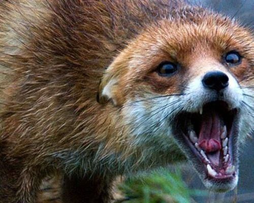 В челнинском парке от укусов дикой лисы пострадали шесть человек