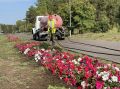 Количество кашпо с петуниями в Челнах выросло в два раза за пять лет