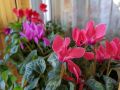 Необычное летнее цветение: зимние растения удивляют своими бутонами