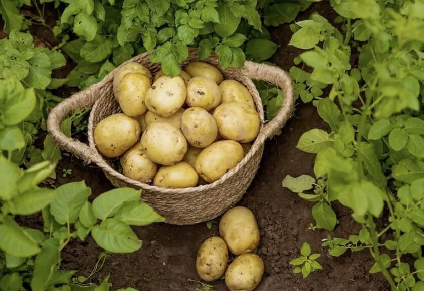 Когда убирать ранний картофель: главные признаки спелости