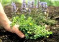 Как сорняки раскрывают тайны почвы на вашем участке