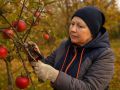 Зачем ждать, когда соседи уже собирают урожай: секреты быстрой плодоношения яблонь