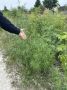 Почти три сотни кустов конопли уничтожила полиция Челнов
