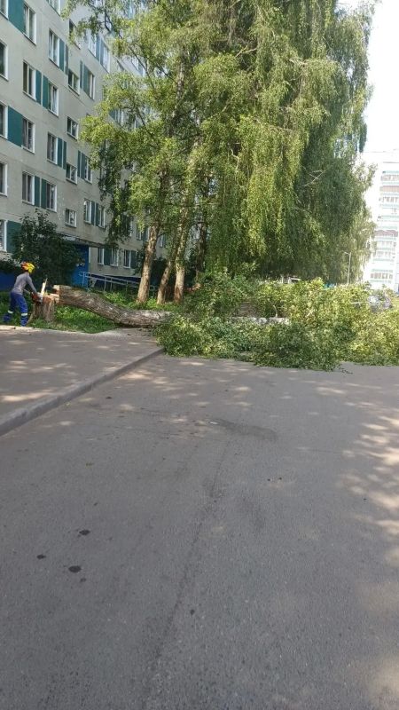 Договориться с УК можно: в 17 комплексе спилили пять опасных деревьев