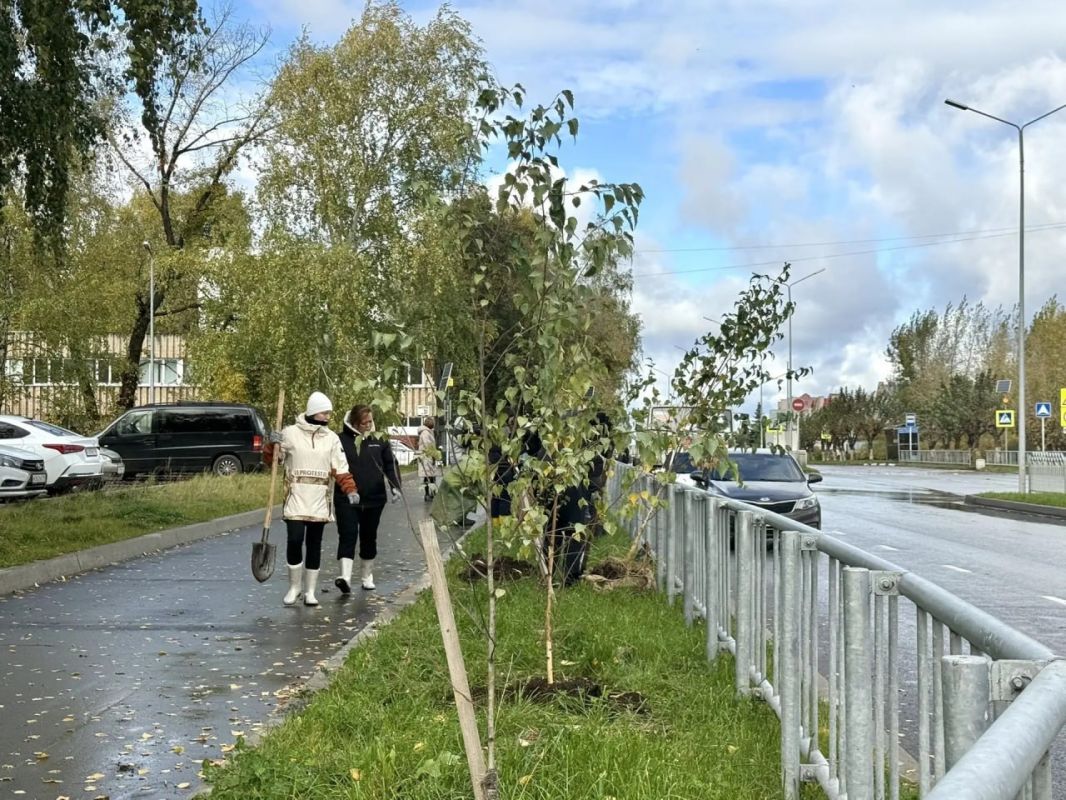 Зелёный Комсомольский: 67 берёз украсили улицу Батенчука Зелёный Комсомольский: 67 берёз украсили улицу Батенчука